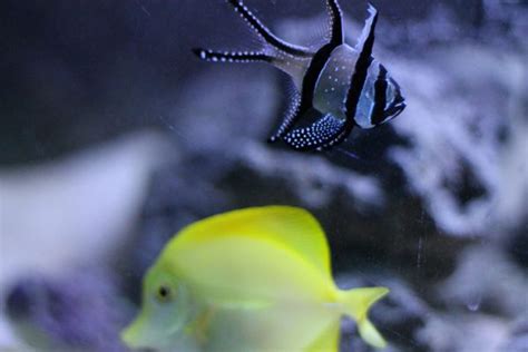 Breeding the Banggai Cardinalfish: My Success (And Mistakes)