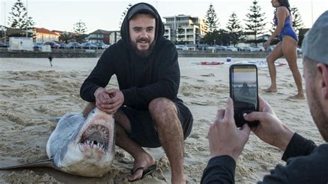 Shark washes up on Bondi Beach | Daily Telegraph