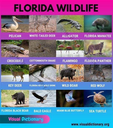 Florida Wildlife: List of 20 Animals That Live In Florida with Interesting Facts - Visual Dictionary