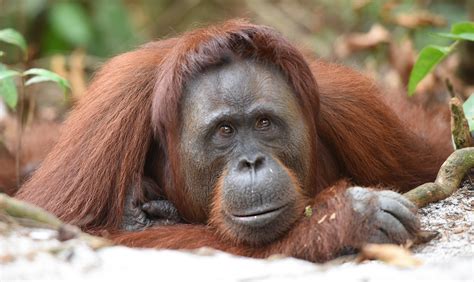 16 fun & interesting orangutan facts for International Orangutan Day - Born Free