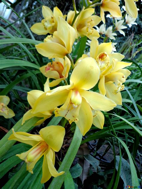 Yellow orchid free image - № 29322