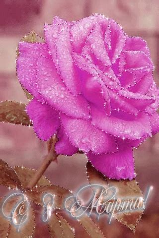 Rosé Gif, Flowers Gif, Birthday Flowers, Purple Color, Animation, Spring, Rose, Plants, Google