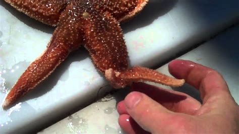 Starfish (Seastars) Regenerating their Arms with Tidepool Tim of Gulf of Maine Biological Supply ...