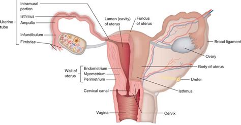 Uterine tachysystole definition & uterine tachysystole treatment