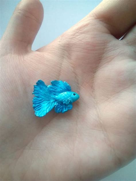 Miniature betta fish Miniature fish betta fish | Etsy