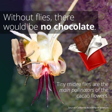 Home | Pollination, Cacao, Like chocolate