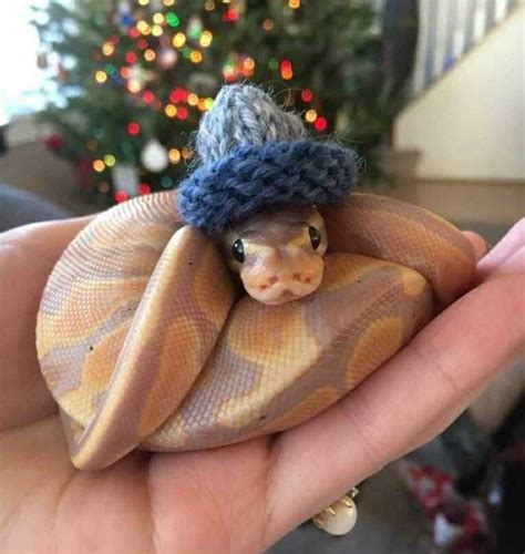 Snakes In Hats Are Actually Very Cute (Pics) | Cute little animals, Cute reptiles, Cute snake