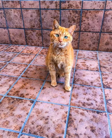 Orange tabby cat face stock photo. Image of ears, feline - 166815892
