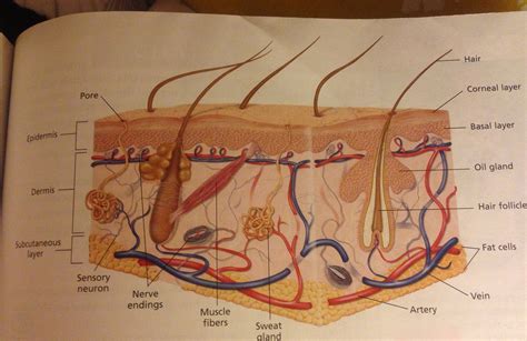 Integumentary System Diagram To Label