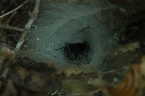Spider Hole Free Stock Photo - Public Domain Pictures