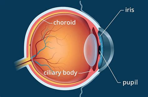 Ciliary body - All About Vision