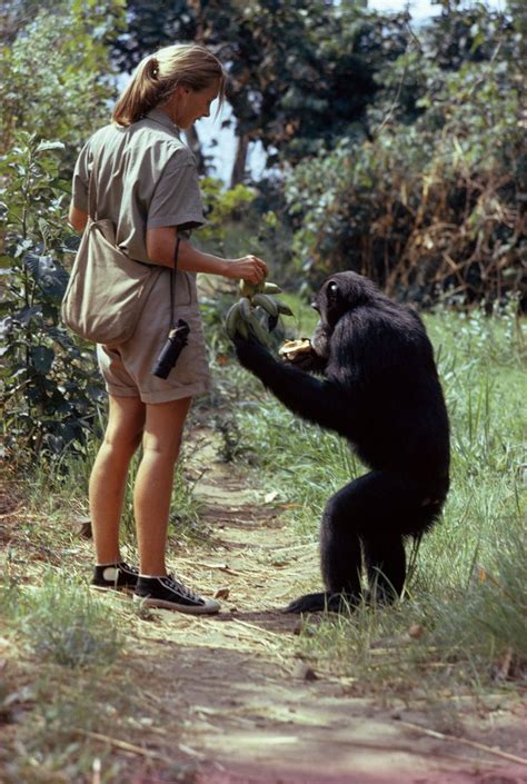 To celebrate her 85th birthday, National Geographic revisits Jane Goodall’s 1963 article about ...