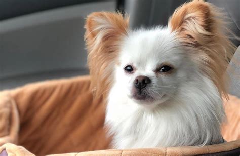 Pomchi | Amazing Facts About Pomeranian Chihuahua Mix Dogs | Pomeranian ...