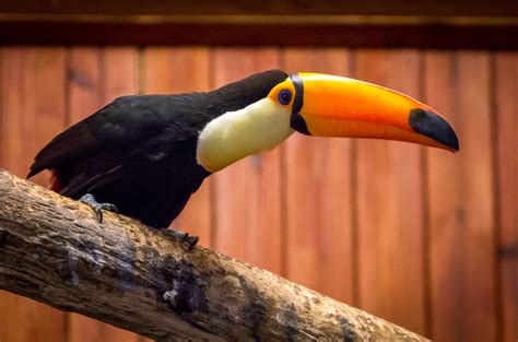 Toco Toucan Habitat