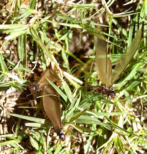 flying ant nest | These flying ants (termites) were emerging… | Flickr