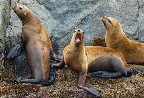 Steller Sea Lions | Vancouver Island, British Columbia | Jens Preshaw Photography