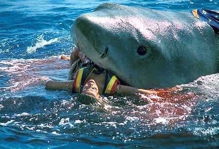 News Images: Shark Attacks / Humans / Man / Pictures