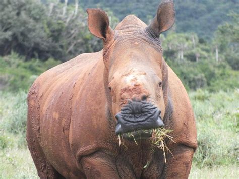 Rhino poachers stage a comeback after easing of lockdown restrictions