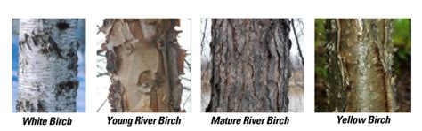 Birch Tree Care Milwaukee|Birch Tree Care Minneapolis