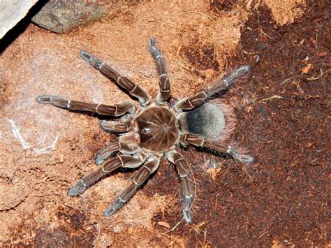 Goliath Bird Eating Tarantula - Oklahoma Zoo Safari USA