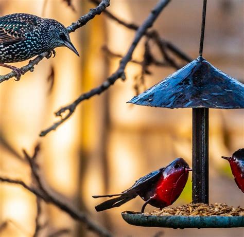 Hanging Robin Bird Feeder