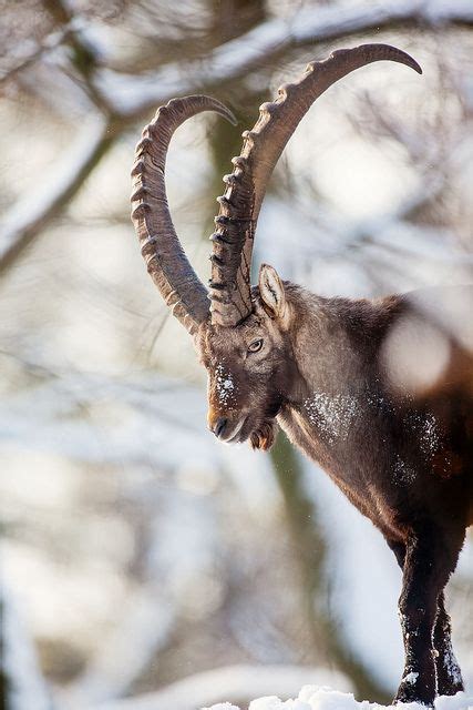 King of the hill | Nature animals, Wild creatures, Wildlife photography