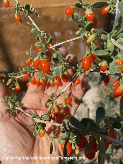 Wolfberry bush, its edible parts, & more – Dunbar/Spring Neighborhood ...