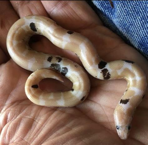 Pin by Abigail Nelson on Snake | Baby reptile, Reptiles pet, Cute snake