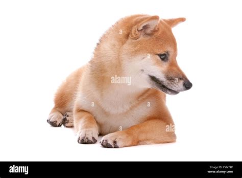 Japanese Shiba Inu dog Stock Photo - Alamy