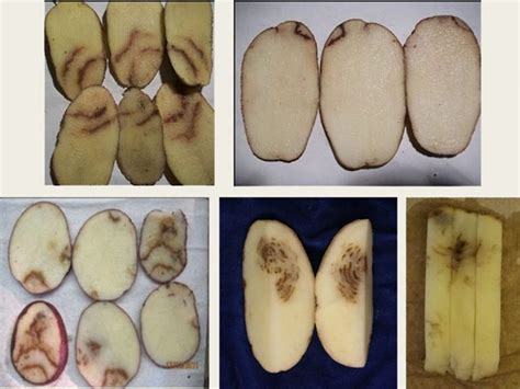 Potato Mop Top Virus (PMTV) and Powdery Scab – Symptoms and Diagnosis | Management of Potato ...