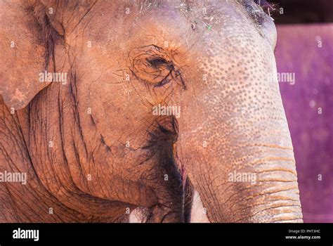 Elephant close-up, safari park Stock Photo - Alamy