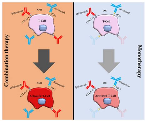 IJMS | Free Full-Text | Combination of Ipilimumab and Nivolumab in Cancers: From Clinical ...