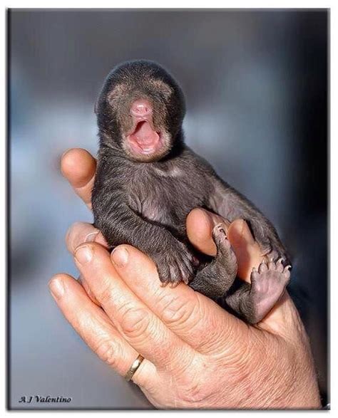 Newborn black bear - Imgur | Cute baby animals, Baby animals, Black bear cub