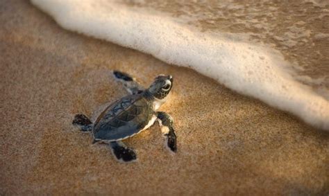 9 of the best places to watch baby turtles hatch | Baby sea turtles, Baby turtles, Turtle hatching