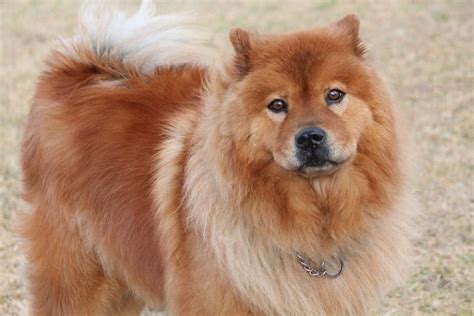 435+ Fluffy Dog Names We Adore - My Dog's Name