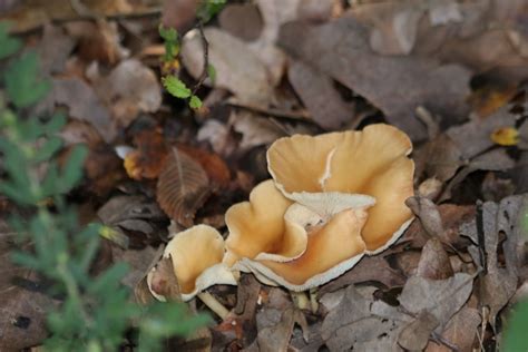 Gold And White Mushrooms In Leaves Free Stock Photo - Public Domain Pictures