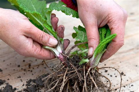 How to take root cuttings | Propagating plants, Plants, Gardening techniques