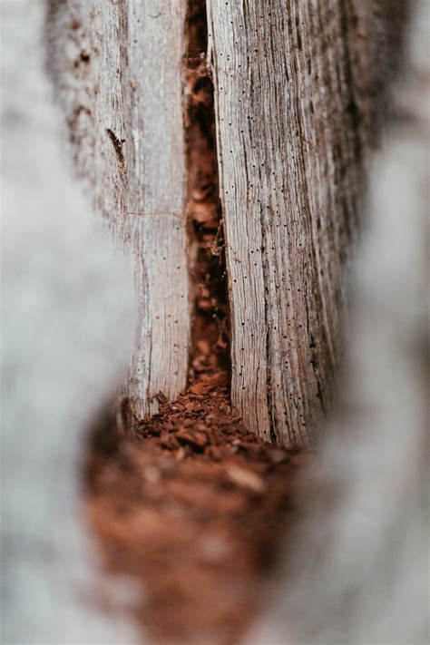 wood dust macro photography photo – Free Tree Image on Unsplash