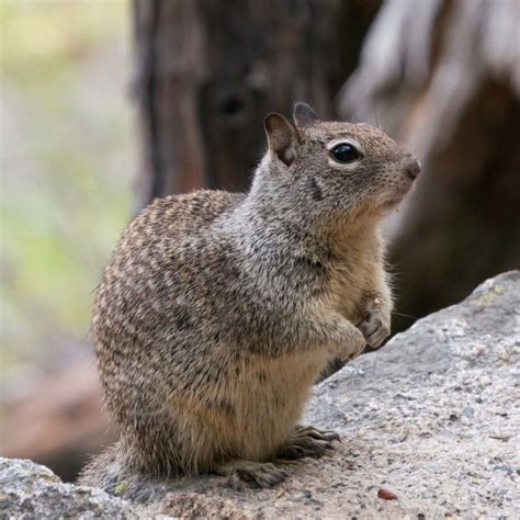 California Ground Squirrel | River Otter Ecology Project