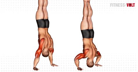 Handstand Push-Up Exercise Guide and Videos – Fitness Volt