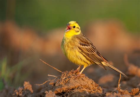 Yellowhammer | Birds Wiki | Fandom