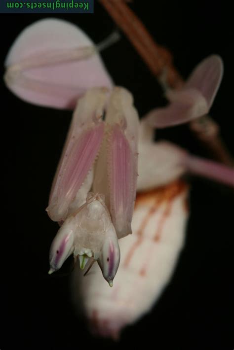 Orchid Mantis - Hymenopus coronatus | Keeping Insects