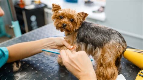 Yorkie Grooming Schedules and Routines: Tips for Yorkie Owners – Yorkie Grooming Pro