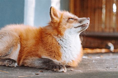 In Their Fur: The Lives of Foxes Saved From Fur Farms