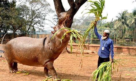 Bangladesh's National Zoo - Global Times