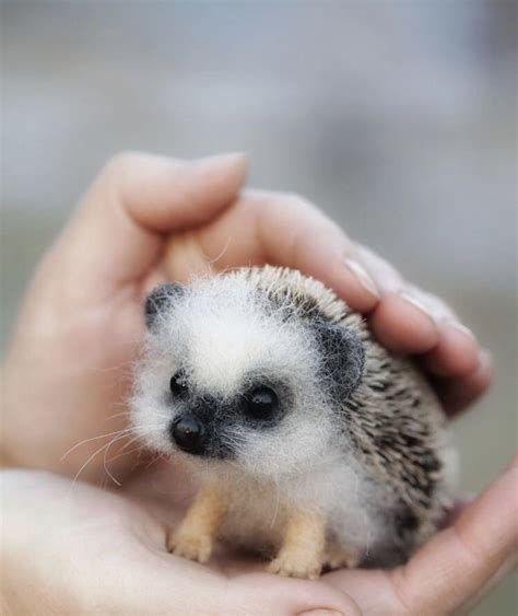 Cute Baby Animals