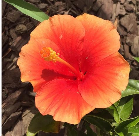 Orange Hibiscus | Hibiscus, Plants, Orange