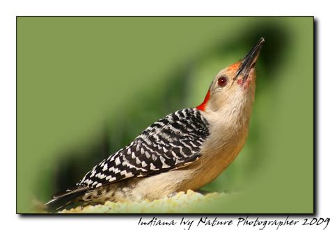 May 26th 09 Female Red Bellied Woodpecker | Indiana Ivy Nature ...