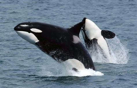 Orcas / Killer Whale Facts and Adaptations - Orcinus orca in Antarctica