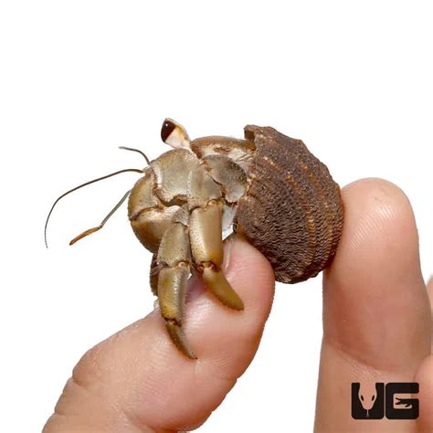 Hermit Crab (Paguroidea) For Sale - Underground Reptiles